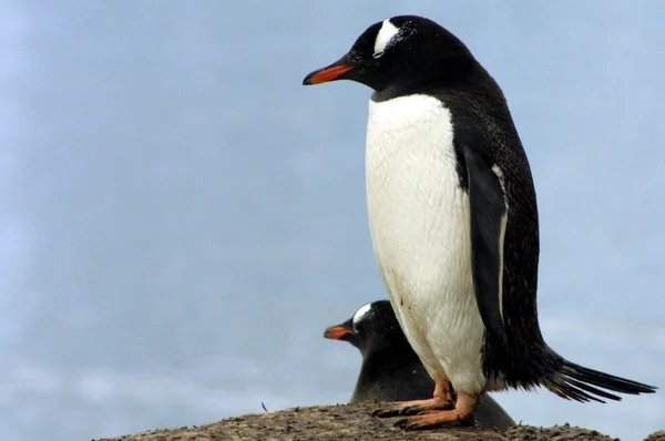 Antarctica